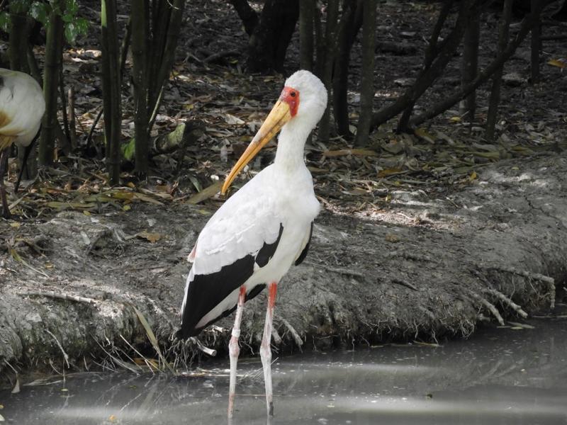 Tantale ibis
