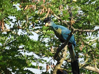 Touraco géant - 2014