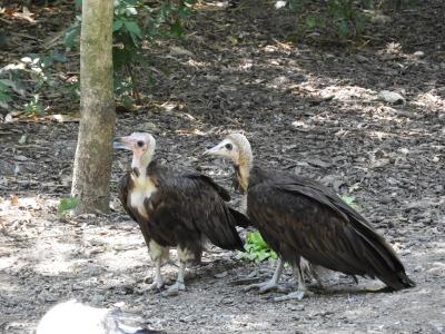Vautour à capuchon - 2014