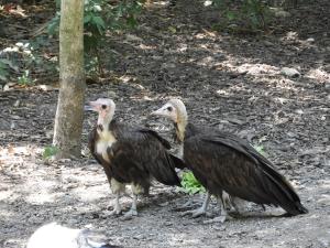 Vautour à capuchon