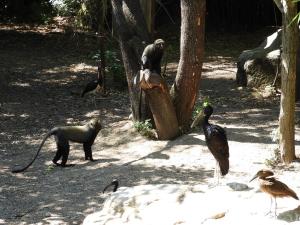 Le sanctuaire des okapis