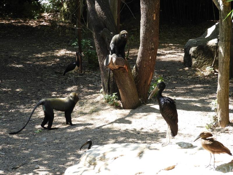 Le sanctuaire des okapis