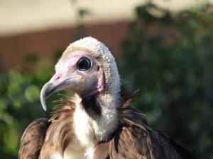 Vautour à capuchon
