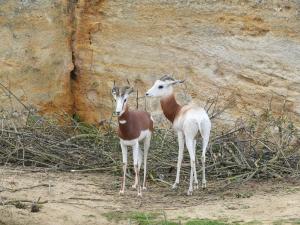 Gazelle dama
