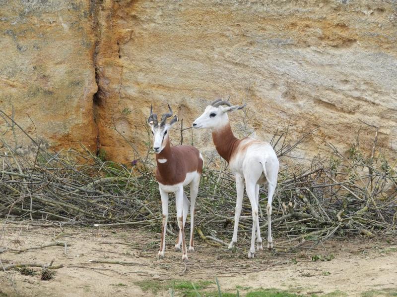 Gazelle dama