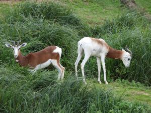 Gazelle dama