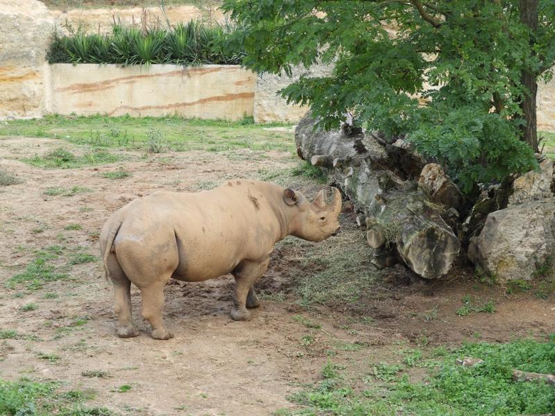 Rhinocéros noir