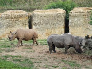 Rhinocéros noir