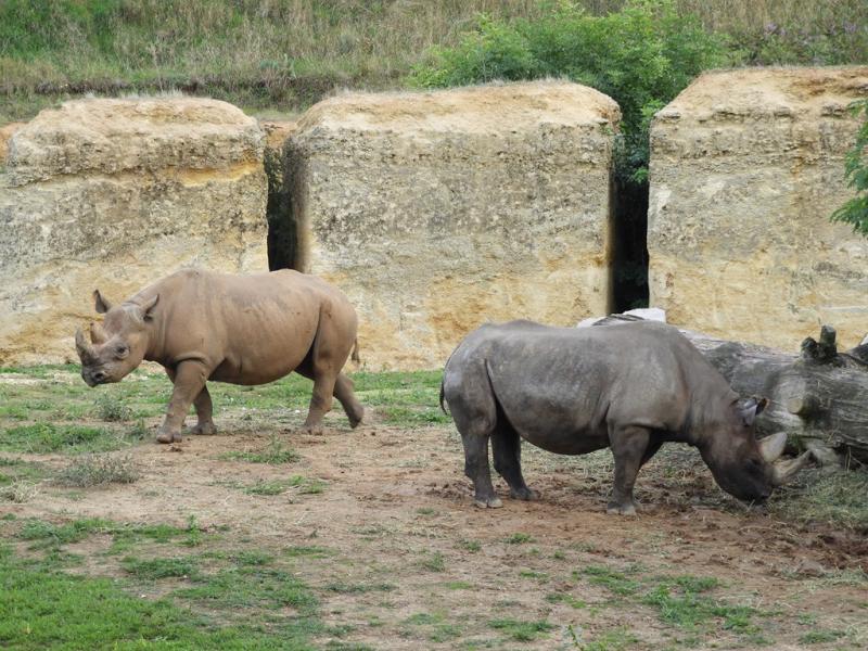 Rhinocéros noir