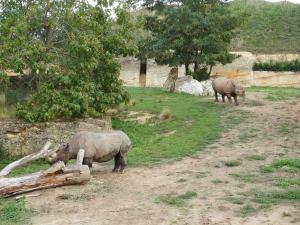 Rhinocéros noir