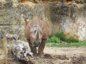 Rhinocéros noir
