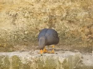 Canard vapeur