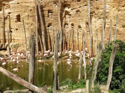 Flamant du Chili - 2014