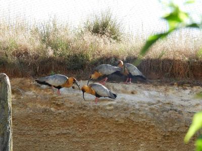 Ibis à face noire - 2014