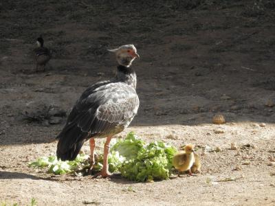 Kamichi à collier - 2014