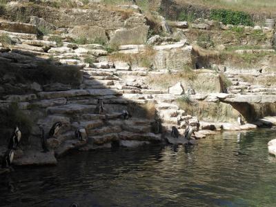 Manchot de Humboldt - 2014