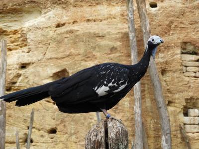 Pénélope à gorge bleue - 2014