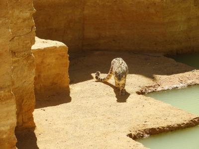 Panthére des neiges - 2014