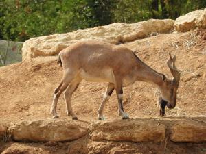 Markhor