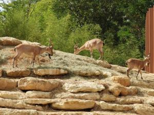 Markhor