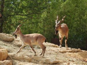 Markhor