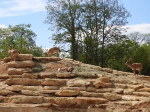Markhor