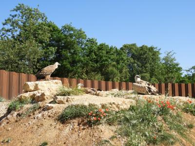 Vautour fauve - 2014