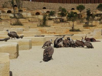 Vautour fauve - Vautour moine - 2014