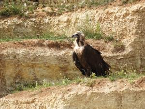 Vautour moine