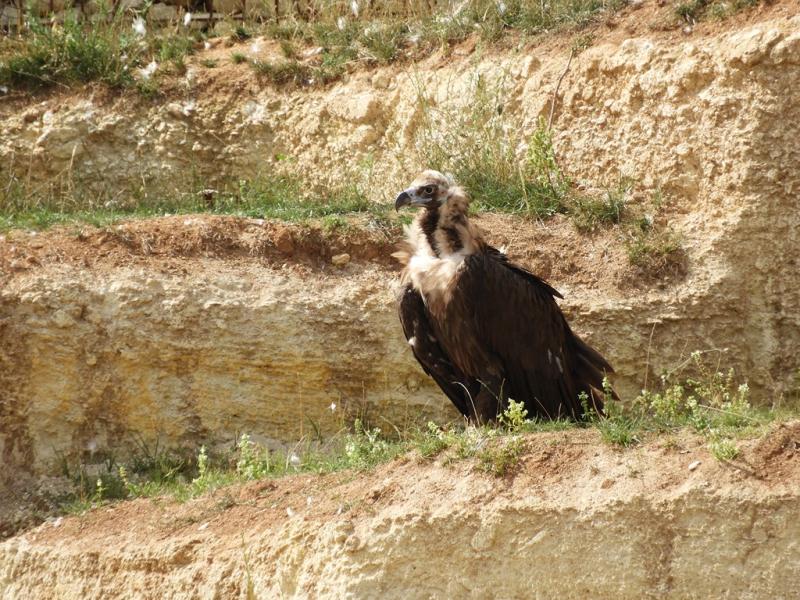 Vautour moine