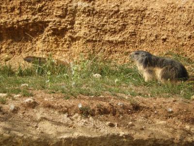 Marmotte des Alpes - 2014