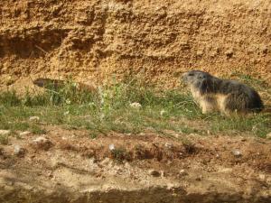 Marmotte des Alpes