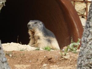 Marmotte des Alpes