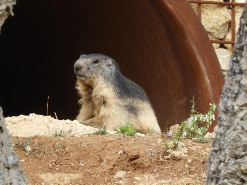 Marmotte des Alpes