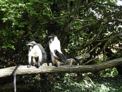 Cercopitheque de Roloway - 2014