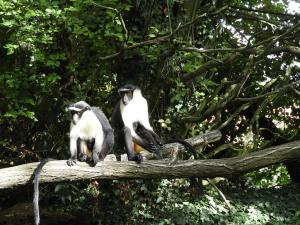 Cercopitheque de Roloway