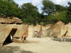 Girafe d'Afrique centrale