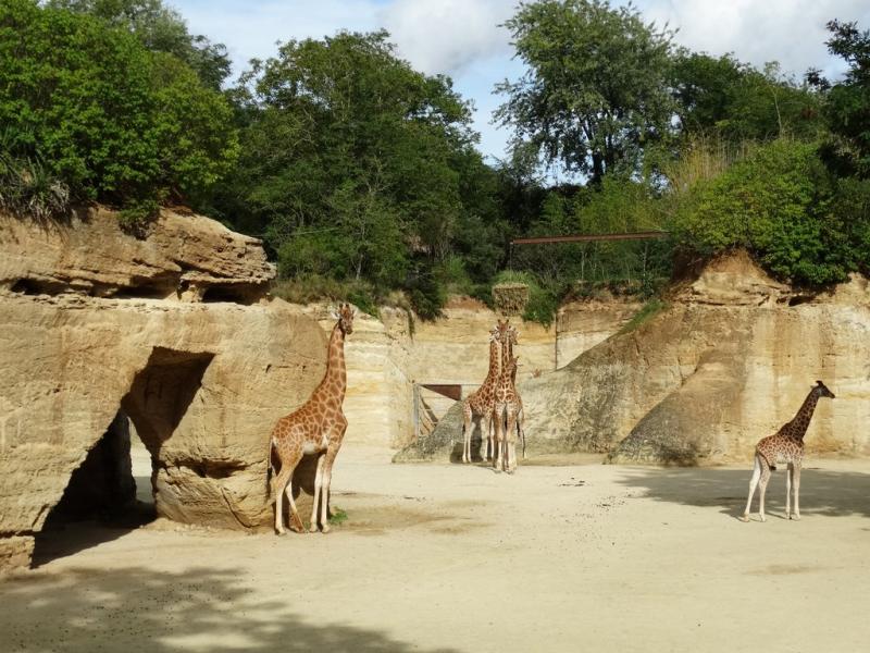 Girafe d'Afrique centrale