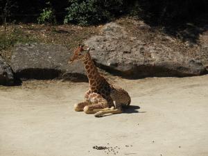 Girafe d'Afrique centrale