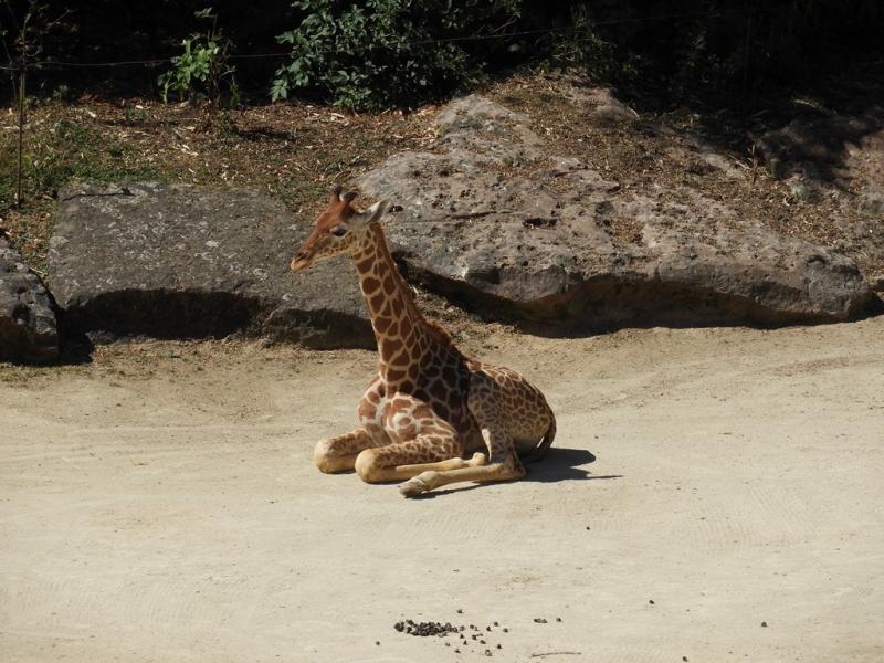 Girafe d'Afrique centrale