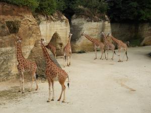 Girafe d'Afrique centrale