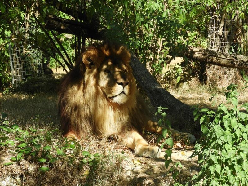 Lion
