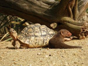 Mangouste naine - Tortue léopard