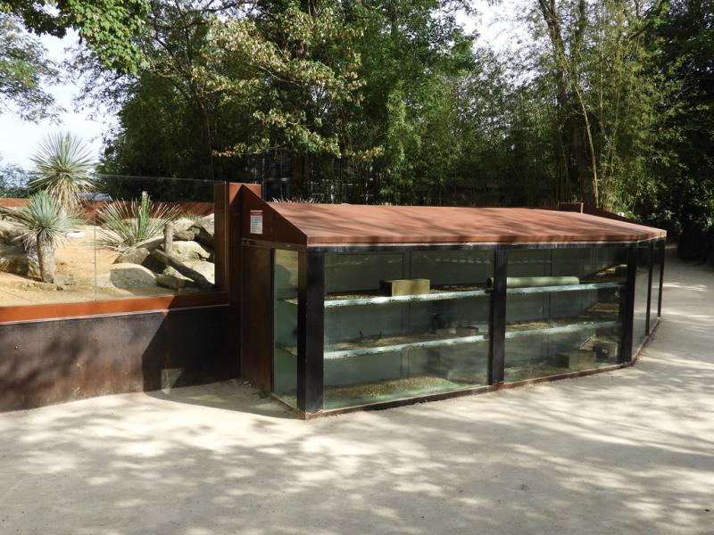 Mangouste naine - Tortue léopard