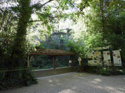 Panthère de Java - 2014