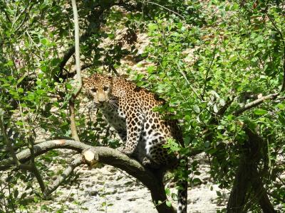 Panthère de Java - 2014