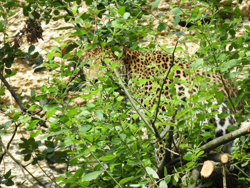 Panthère de Java