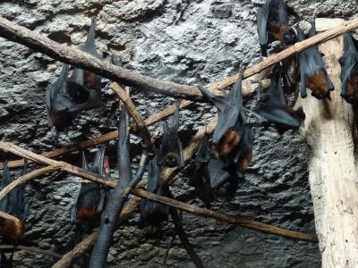 Roussette de Lyle - 2014