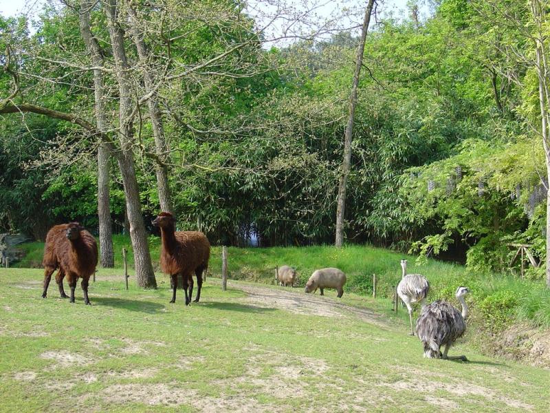 Pampa sud-américaine