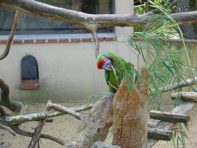 Ara militaire - 2005